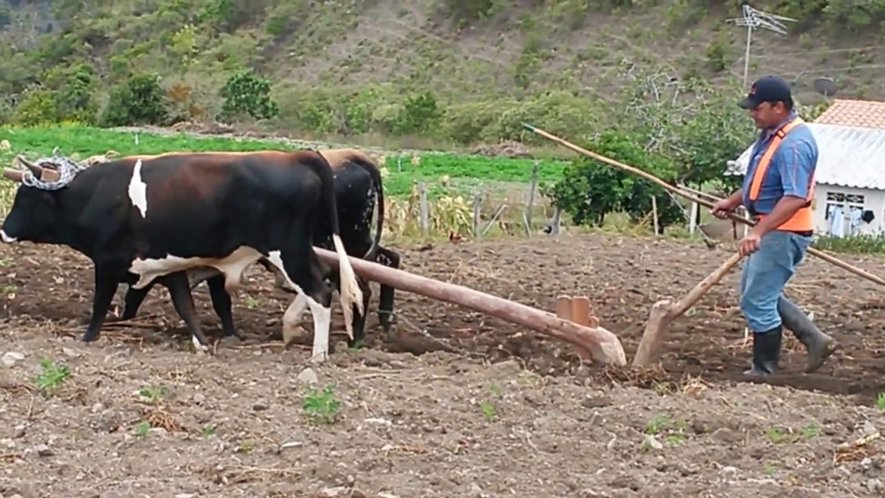 Bueyes para arar la tierra, una arcaica alternativa ante la sequía de diésel en Venezuela