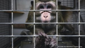 España investiga presunta crueldad en laboratorio de experimentación animal