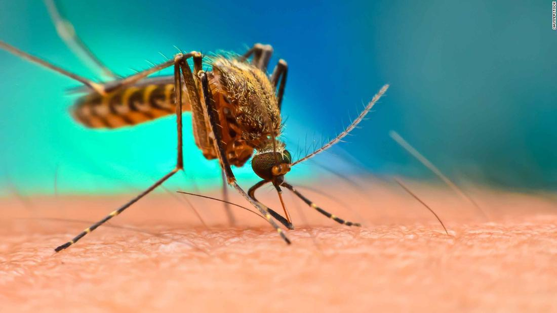 Liberarán mosquitos Aedes aegypti para controlar enfermedades en los Cayos de Florida