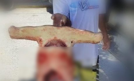 Pescadores descuartizan brutalmente a un tiburón martillo en las costas de Aragua
