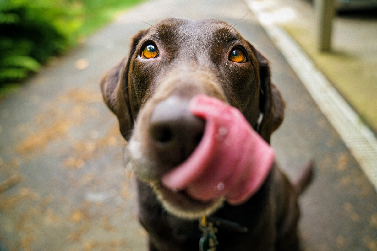 Cuáles son las 10 razas de perros más inteligentes, según un estudio