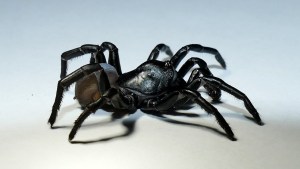 Espeluznante hallazgo: Descubrieron una nueva especie de araña en Florida