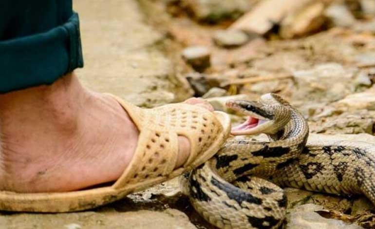 ¿Cómo prevenir una mordedura de serpiente?