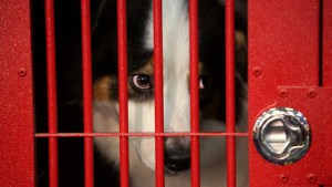 EEUU prohibirá la entrada de perros provenientes de al menos 100 países