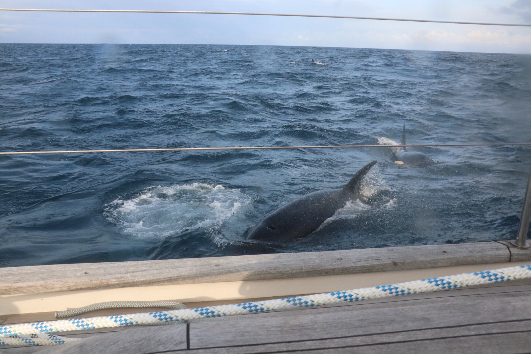 Pánico en altamar: Tripulación en yate sufrió ataque de unas 30 orcas (IMÁGENES)