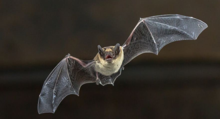 Científicos detectan un virus letal en dos especies de murciélagos en la India