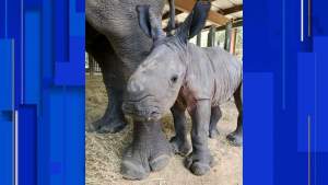Zoológico de Tampa anunció el nacimiento de un raro rinoceronte blanco