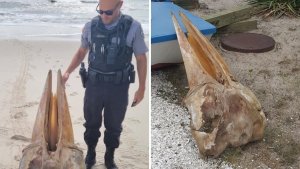 Espeluznante hallazgo: Descubrieron enorme cráneo en una playa de Nueva Jersey (Video)
