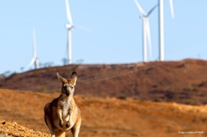 Proponen el centro de energía verde más grande del mundo en Australia Occidental