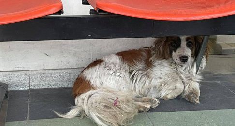 ¡Conmovedor! La historia de un perro que aún espera a su dueño que murió en un hospital