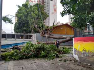 ¡Tragedia en Caracas! Confirman muerte de una persona tras caída de un árbol en la avenida México