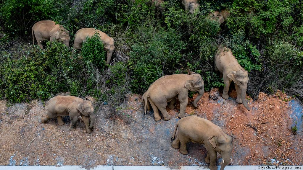 Veterinarios curaron a un elefante bebé herido y abandonado por su manada en China