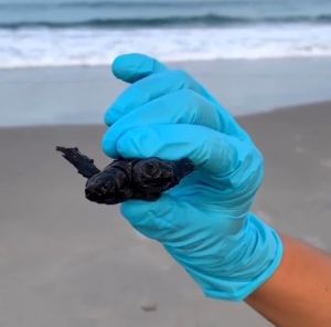 Avistaron misteriosa tortuga de dos cabezas en una playa de Carolina del Norte