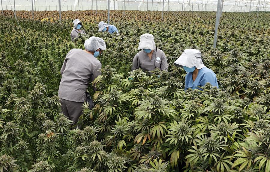 Colombia apunta a la marihuana medicinal como un impulsor de las exportaciones