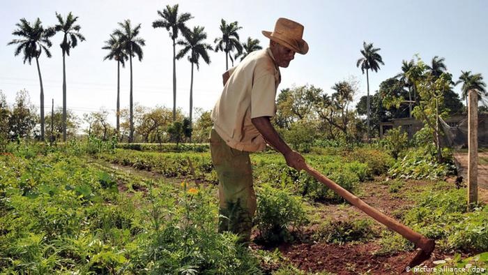 El desplome de la actividad agropecuaria en Cuba