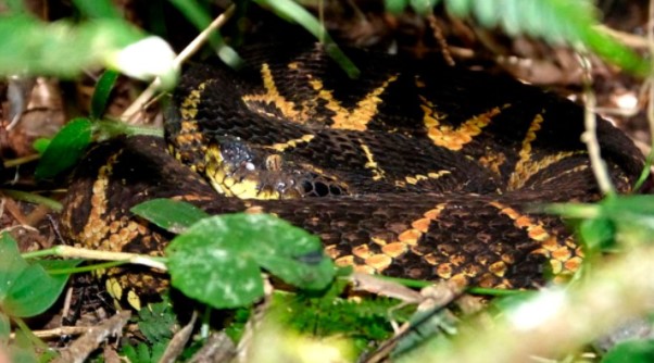 El veneno de una peligrosa serpiente sudamericana es capaz de inhibir la reproducción del Covid-19