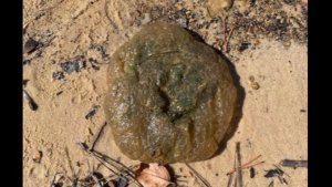 ¡Cuidado con pisarlos! Pegajosos y espeluznantes animales aparecen en los lagos de Alabama