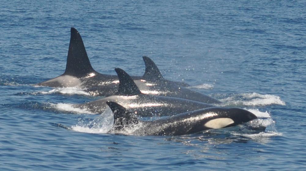 Un grupo de orcas embistieron a un velero en las costas de España (VIDEO)