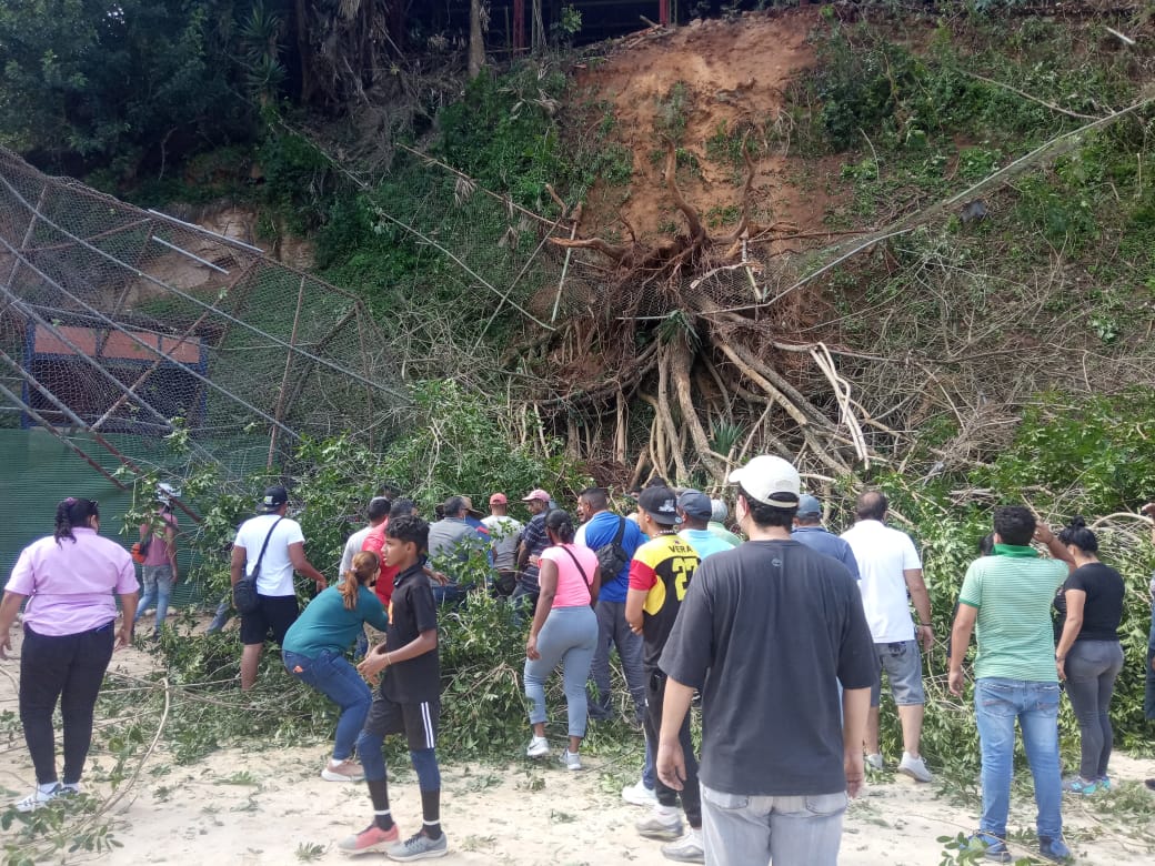Al menos cuatro niños lesionados tras caída de un árbol en estadio de El Hatillo (VIDEO)