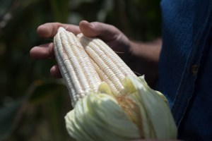 Importación de maíz para las arepas: La única solución ante la escasa producción en Venezuela (Fotos)