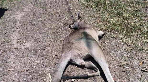 Acusaron a dos adolescentes de crueldad animal en Australia por matar a 14 canguros