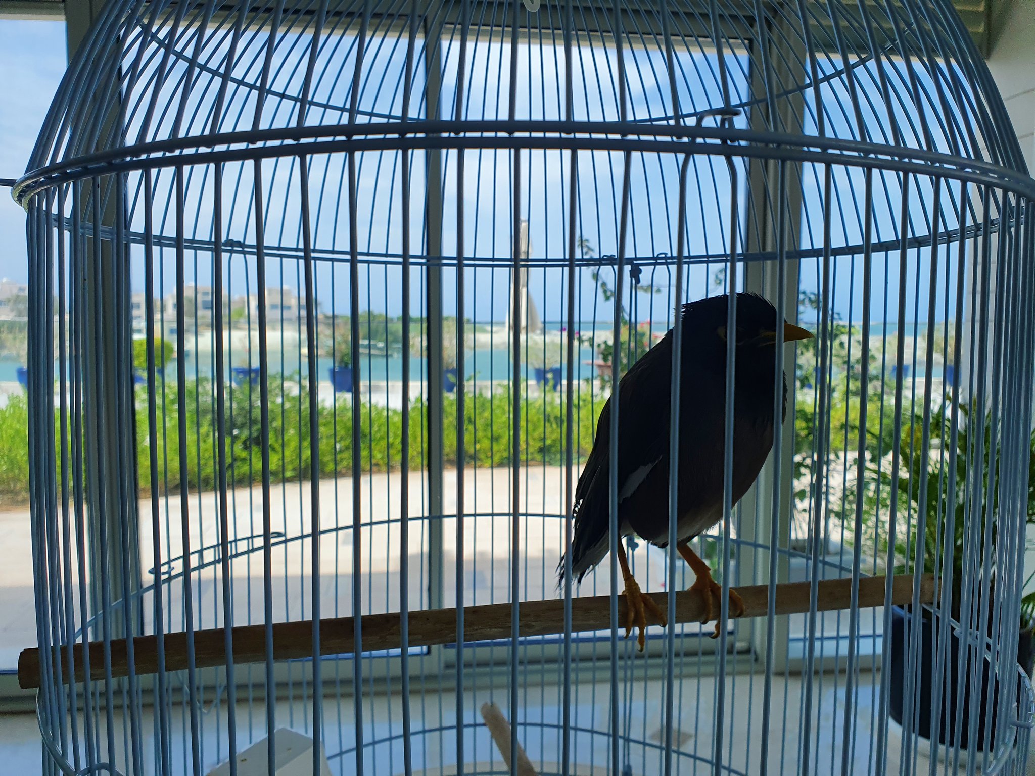 La historia del pájaro que se convirtió en la mascota de la embajada de Francia tras la llegada los talibanes