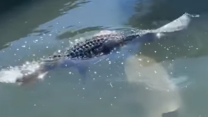 ¡Asombro en Carolina del Sur! Turista grabó cómo un tiburón mordió a un cocodrilo en la pata (VIDEO)