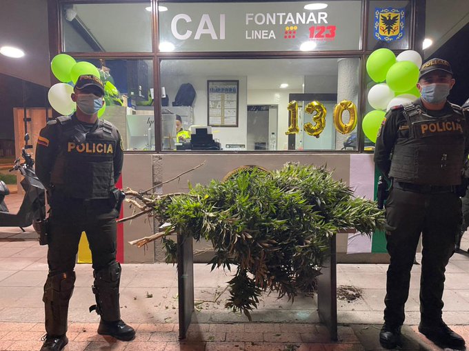 Pensaron que era un árbol de navidad y resultó ser gigantesca planta de marihuana