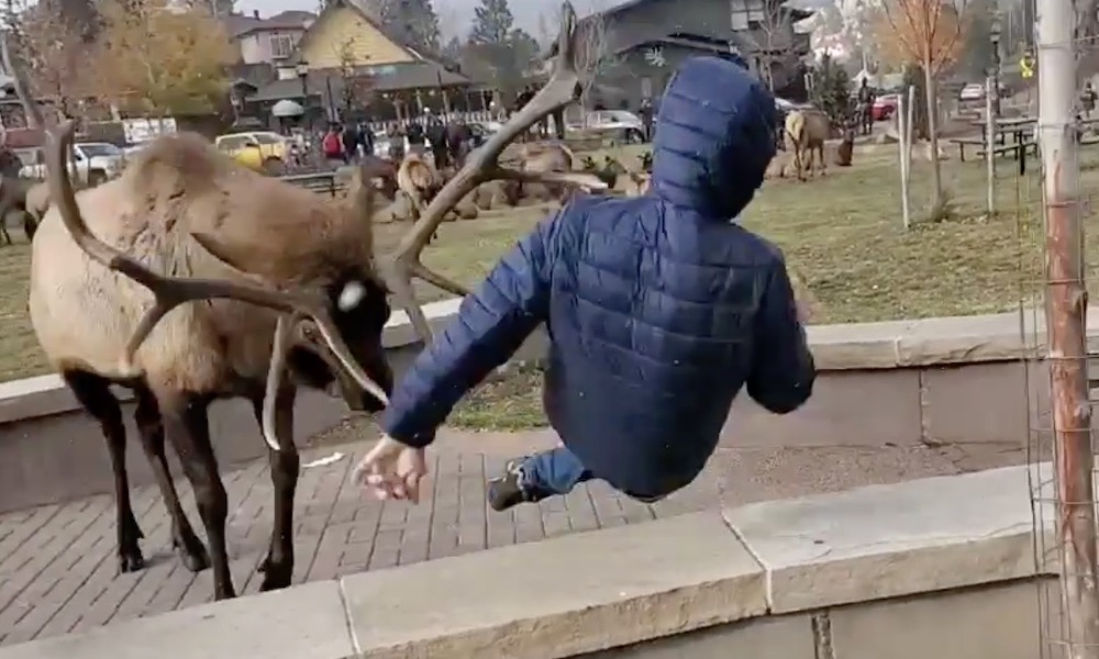 Lo sacó de jonrón: Un alce golpeó a un hombre en Colorado y lo levantó por encima de un muro (VIDEO)