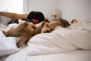 ¿Es bueno dormir con las mascotas en la misma cama? La ciencia responde