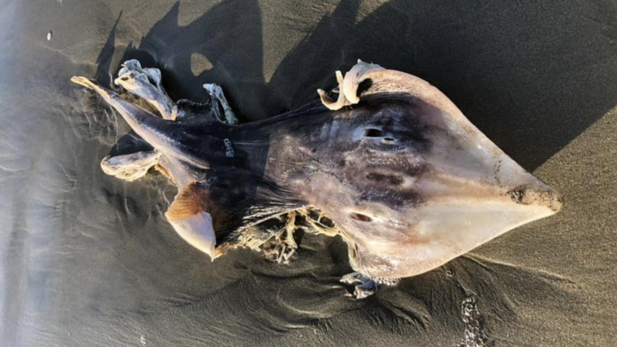 Emerge engendro en playa de EEUU: Extraña creatura con aspecto alienígena aterroriza a visitantes