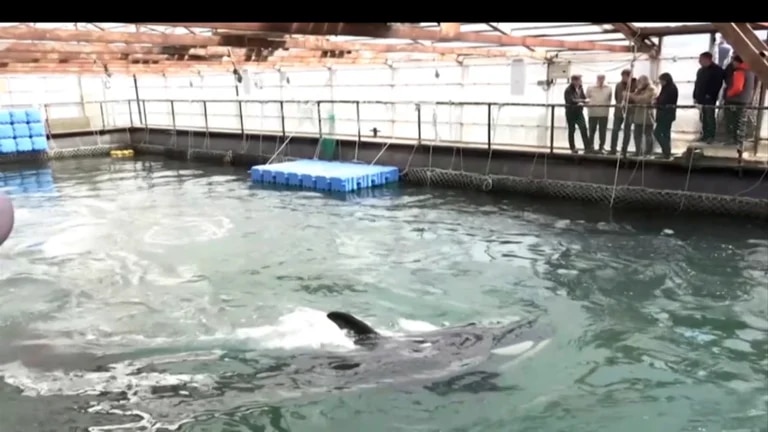 Tras una fuerte presión, Rusia desmanteló la “cárcel de ballenas” que mantenía cientos de animales hacinados