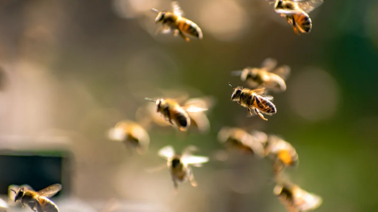 Robo punzante: Se llevaron 60 mil abejas en propiedad de una empresa de supermercados en Pensilvania