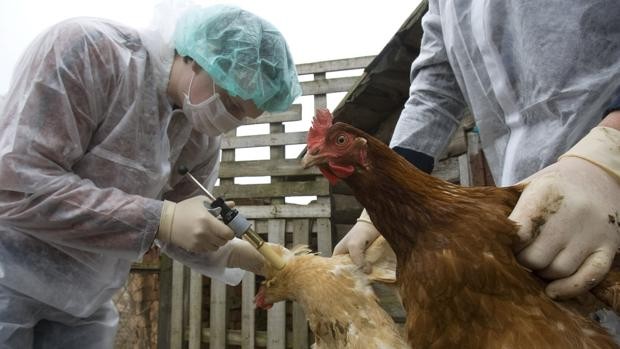 China confirmó muerte de una mujer a causa de la cepa H5N6 de la gripe aviar