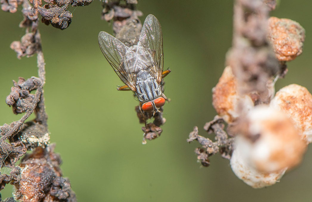 La diminuta mosca que amenaza a 21 especies de aves en Galápagos