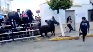 Murió un hombre en España tras ser embestido y corneado por un toro (VIDEO)