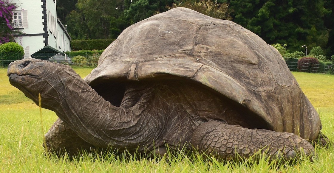 Una tortuga de 190 años rompe Récord Guinnes al convertirse en el animal más longevo del mundo (VIDEO)
