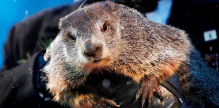 La marmota Phil pronostica otras seis semanas de invierno en EEUU