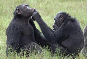 Una muestra de empatía entre chimpancés: se preocupan por curar las heridas de sus congéneres