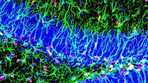 Identifican mecanismo que promueve la creación de nuevas neuronas a lo largo de toda la vida