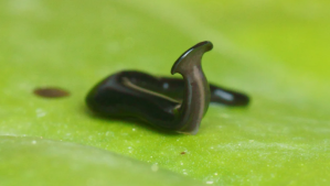 Una especie de “gusano martillo” descubierta en Europa puede “invadir el mundo” y causar “daños graves”