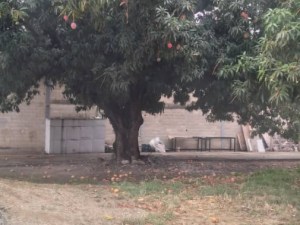 Quería bajar mangos: Adolescente cayó de un árbol y murió en Aragua