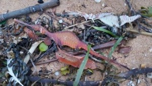 Los extraños dragones de mar que aparecieron muertos en la costa de Australia