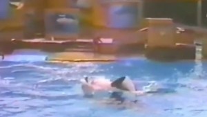 Resurgen aterradoras imágenes del ataque de orcas a un entrenador en SeaWorld