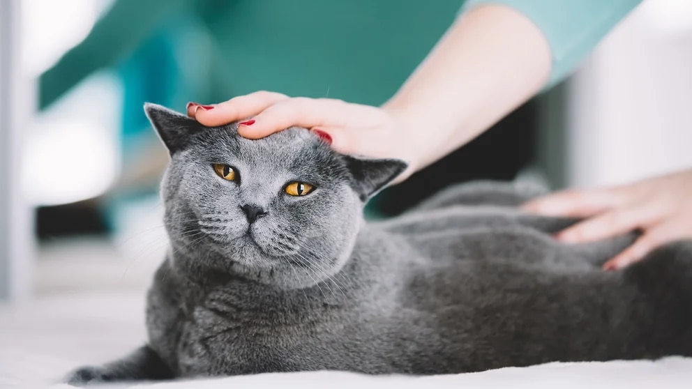 Maullidos, ronroneos y otros sonidos: guía para comprender cómo se comunican los gatos