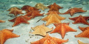 Estudio demuestra disminución de estrellas de mar en el Parque Nacional Mochima