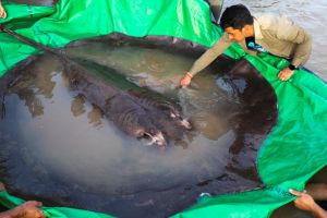 Descubrieron en Camboya el pez de agua dulce más grande del mundo (Fotos y video)