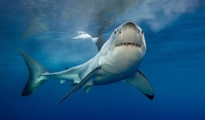 La aterradora sonrisa de un extraño tiburón capturado en aguas profundas