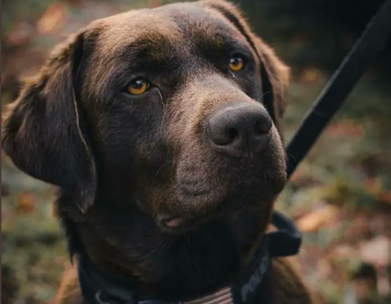 Labrador rescatado en Ucrania ahora lucha contra el narcotráfico en Florida