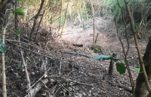 Ecocidio del régimen de Maduro mata lentamente a la cuenca alta del río Tocuyo